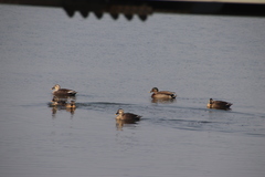 Anas platyrhynchos × zonorhyncha