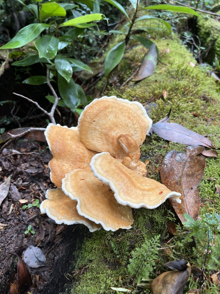 Bondarzewia guaitecasensis · February 2026 · photo: © sur_endemico (iNaturalist, cc-by-nc)