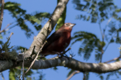 Red Pileated Finch (Coryphospingus cucullatus), photo 7