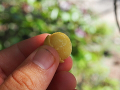 Ximenia