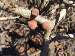 Disholcaspis quercusvirens