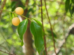 Ximenia