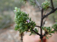 Muraltia rhamnoides