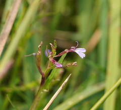 Lobelia anceps
