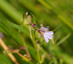 Lobelia anceps