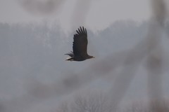 Haliaeetus albicilla