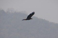 Haliaeetus albicilla