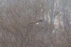 Haliaeetus albicilla