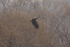 Haliaeetus albicilla