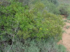 Zygophyllum