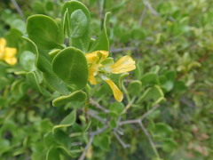 Zygophyllum