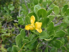 Zygophyllum