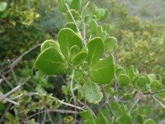 Zygophyllum
