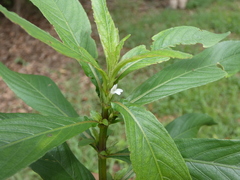 Hygrophila costata
