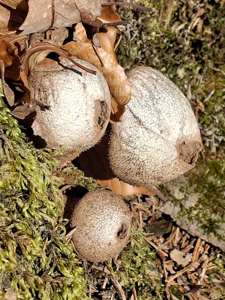 Apioperdon pyriforme · February 2026 · photo: © purperlibel (iNaturalist, cc0)