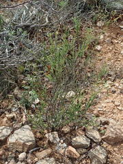 Jamesbrittenia atropurpurea