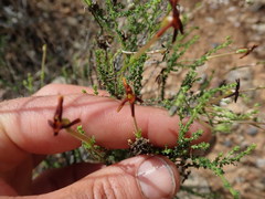 Jamesbrittenia atropurpurea