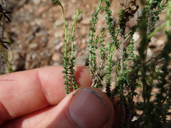 Jamesbrittenia atropurpurea