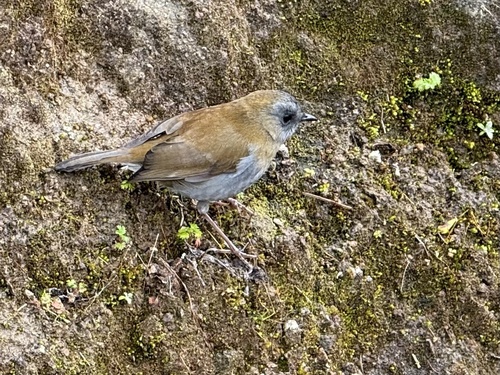 Black-billed Nightingale-Thrush (Catharus gracilirostris), photo 2