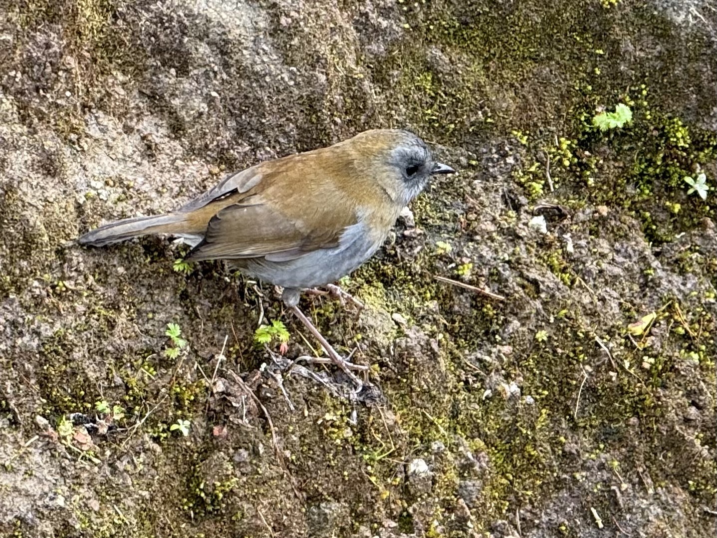 Black-billed Nightingale-Thrush (Catharus gracilirostris), photo 2