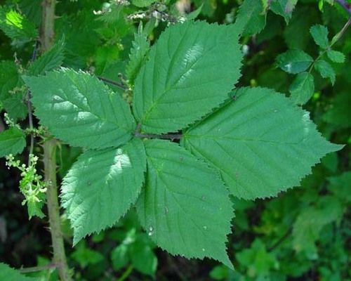 Red-flowered Bramble (Rubus rubriflorus)