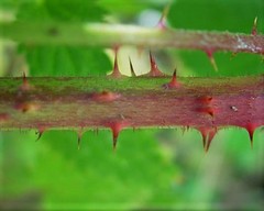 Rubus rubriflorus