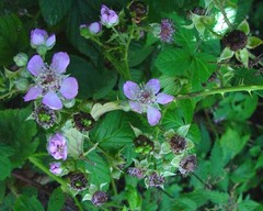 Rubus rubriflorus