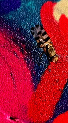 Unknown species found near Boise, ID 83714, USA
