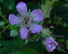 Rubus rubriflorus