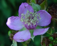 Rubus rubriflorus