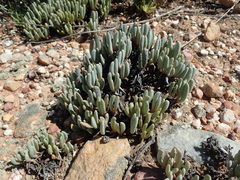 Brianhuntleya intrusa