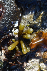 Splachnidium rugosum