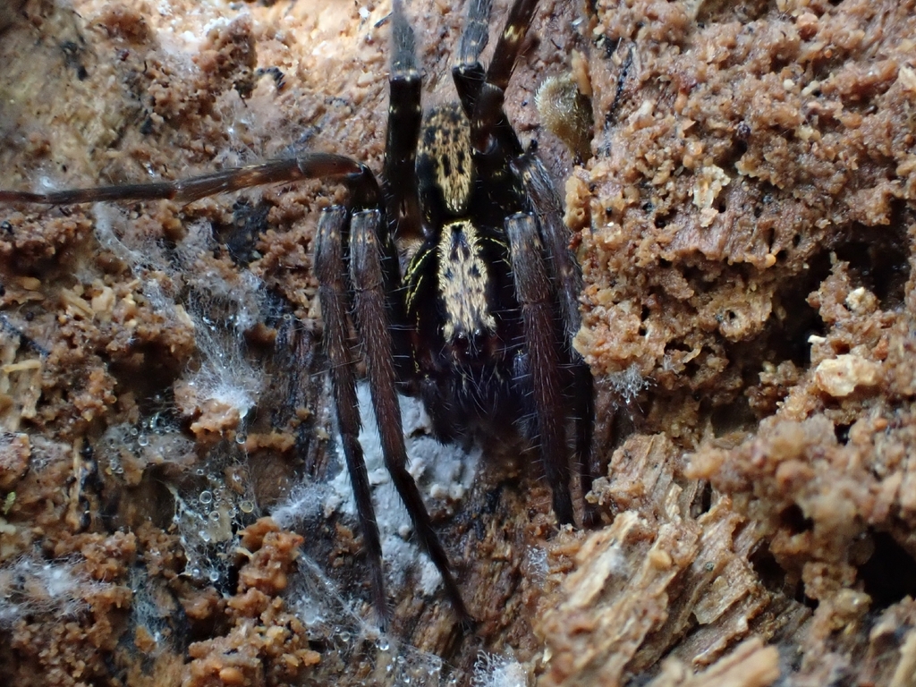 Ctenus ottleyi