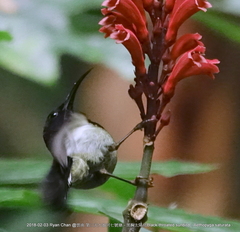 Aethopyga saturata