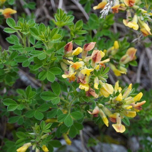 Big-flower broom (Chamaecytisus supinus)