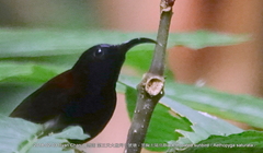 Aethopyga saturata