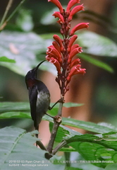 Aethopyga saturata
