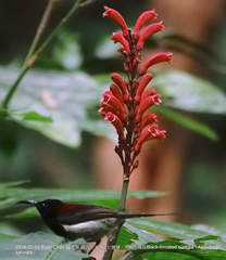 Aethopyga saturata