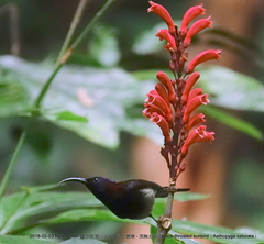 Aethopyga saturata