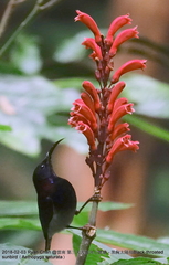 Aethopyga saturata