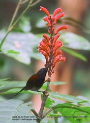 Aethopyga saturata