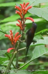 Aethopyga saturata