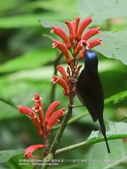 Aethopyga saturata