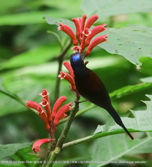 Aethopyga saturata