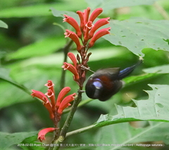 Aethopyga saturata
