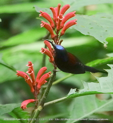 Aethopyga saturata