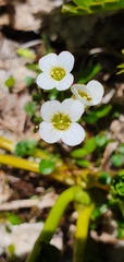 Cardamine basicola