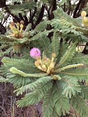 Mimosa manidea