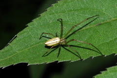 Leucauge celebesiana