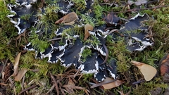 Peltigera hymenina